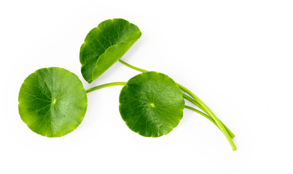 Centella Asiática