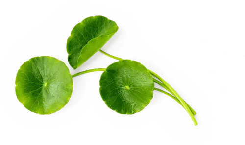 Centella Asiática